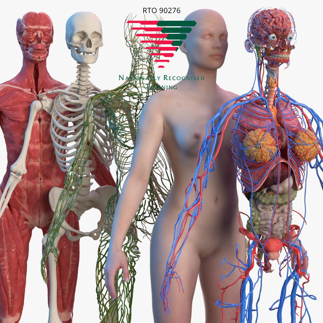 SHBBSSC002 - Incorporate Knowledge of Body Structures and Functions into Beauty Therapy